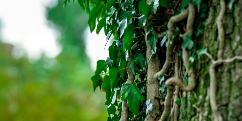 ¿Coexistencia o asfixia?